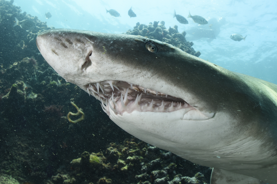 Sand Tiger Shark