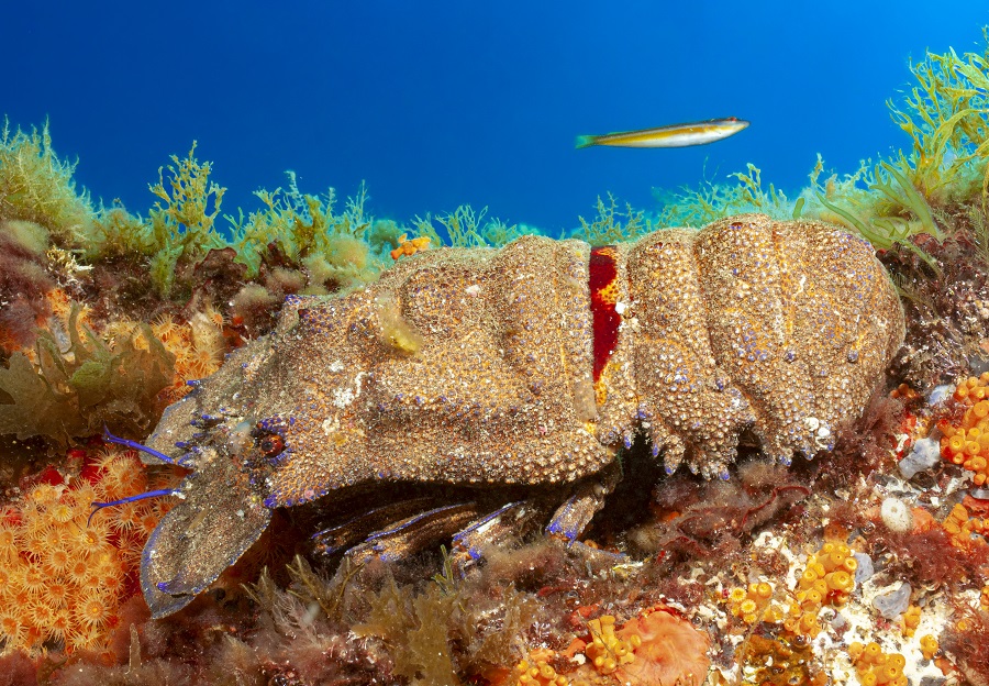 大海螽, Scyllarides Latus