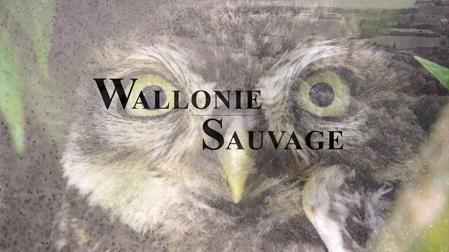 Wild Wallonia