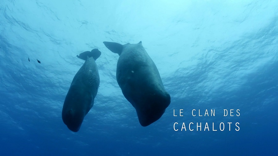 The Sperm Whale Clan