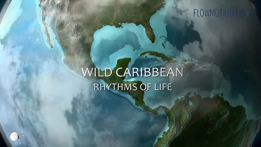 The Caribbean The Predators
