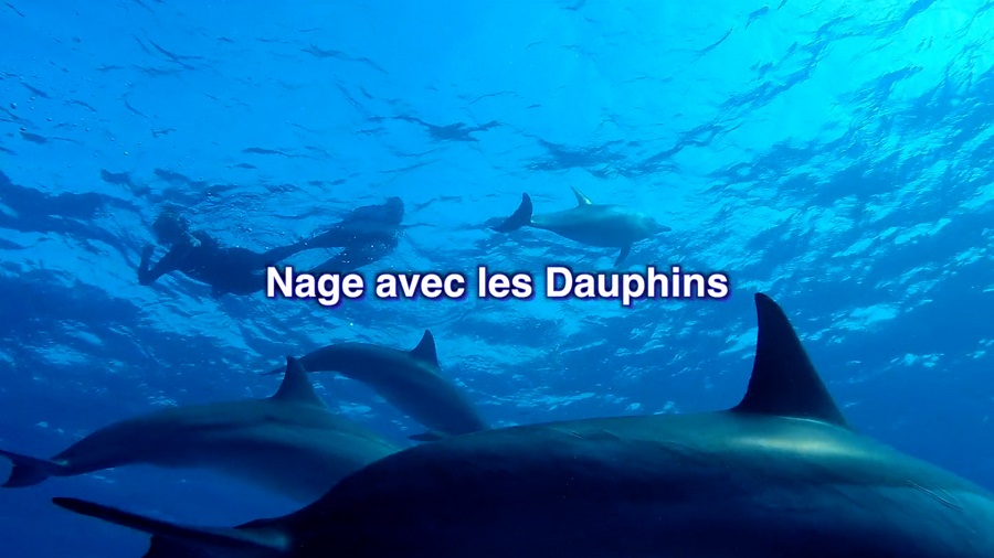Swim with Dolphins