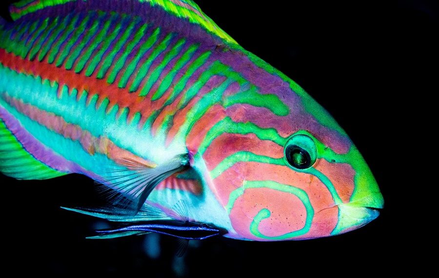 1st Prize Bio Hope 039mayniertheo Rainbow Wrasse 900x570