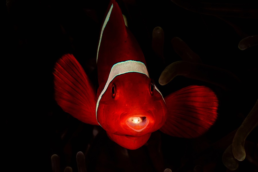 1st Prize Covid 011kazmierskichristophe Confinement At Lembeh 01april2020