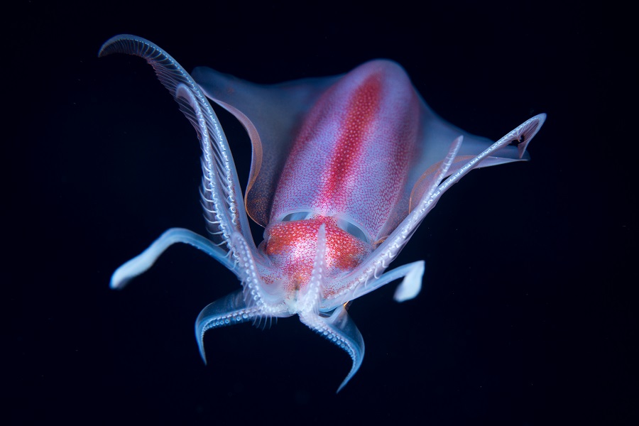 1st Prize Macro Hope 048jeglotsamuel A Diamond Squid At Cannes