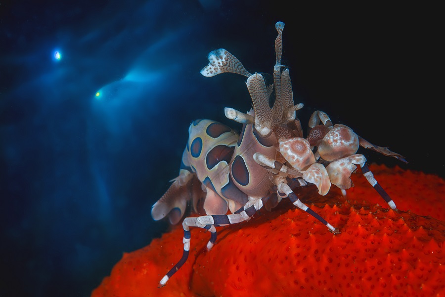 1st Prize Macro Master 051giorgettamassimo Harlequin