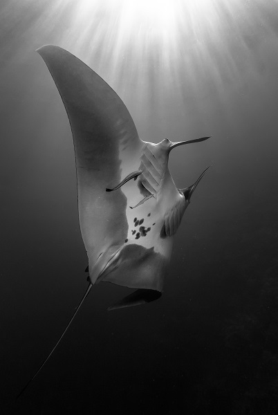 1st Prize Black White 009lespagneclaude Manta