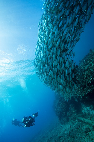 Los grandes bancos de peces compactos no son raros alrededor de la isla. © Yann Valton