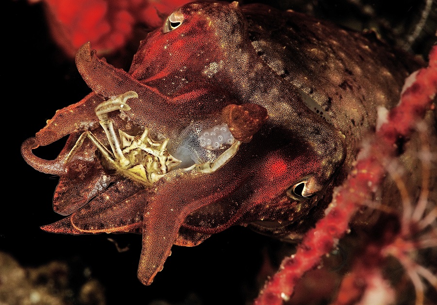2nd In Bio Master 003desaintvictorjean Eel Swallowing A Crab