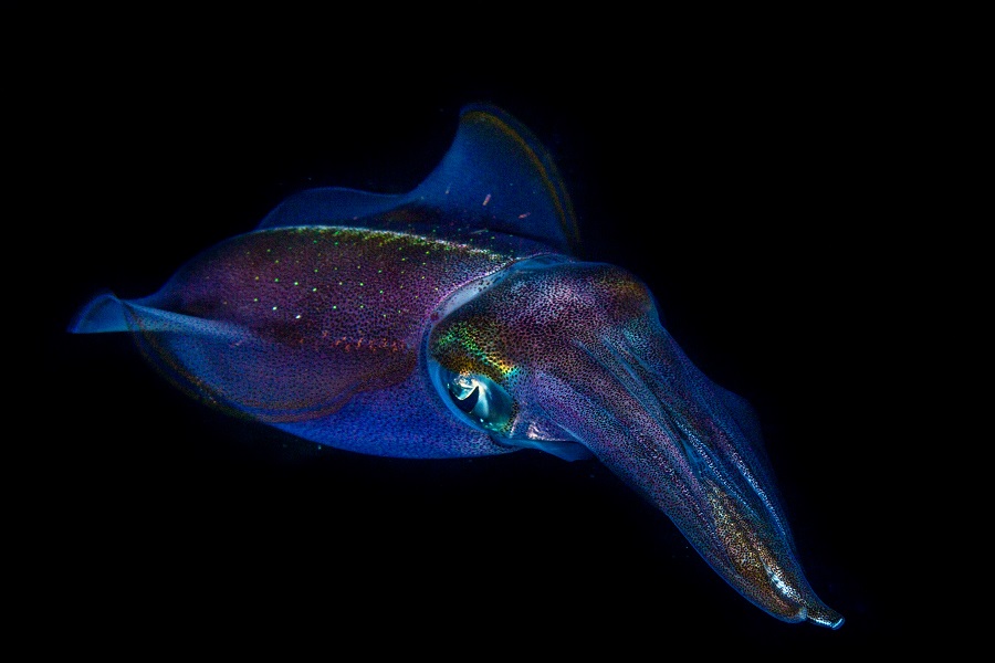 2nd In Macro Master 006desrochesgael Nocturnal Encounter