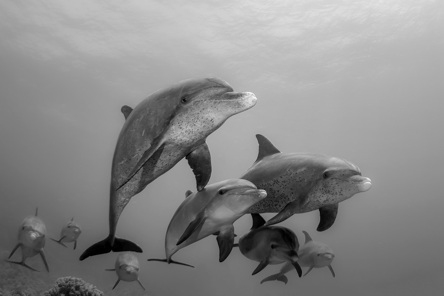 2nd In Black White 045lespagneclaude Dolphins