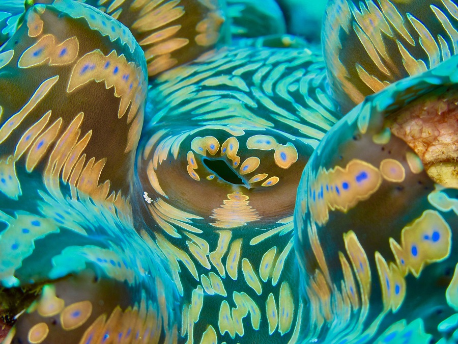3rd In Macro Hope 006louisjean Siegfried Beni Of The Gods