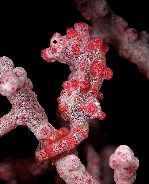 3rd In Macro Master 003desaintvictorjean Pygmy Seahorse