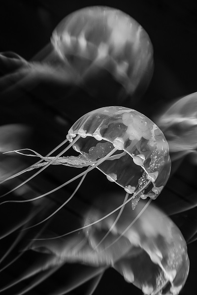 3rd In Black White 014rouxflorence Jellyfish