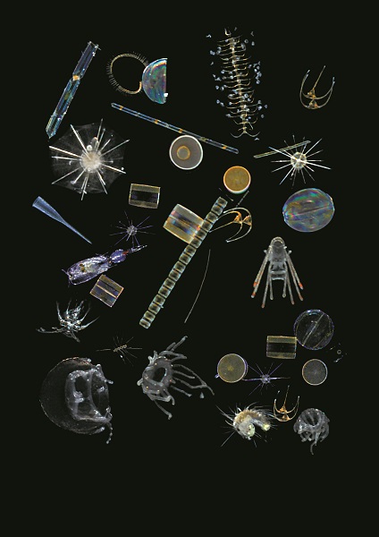 Plankton Mix Free of Rights for Non-Commercial Use ©christian Sardet Noe Sardet Chronicles of Plankton Tara Ocean Foundation
