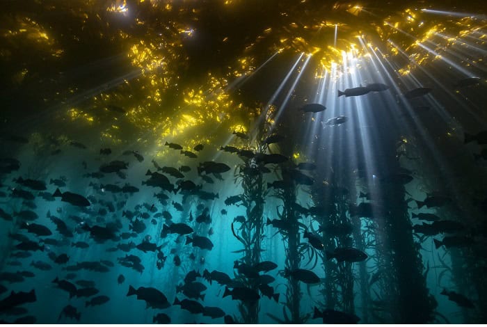 1st cold water jon anderson cathedral of kelp