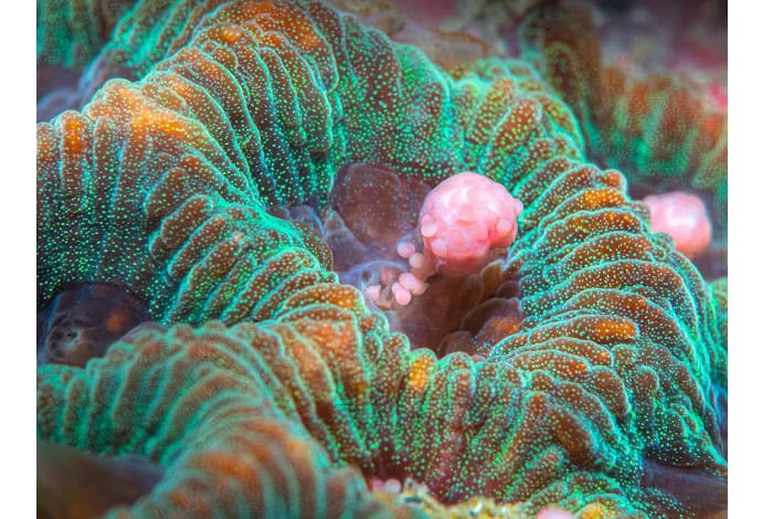 1st compact behavior chia chi chang coral spawning