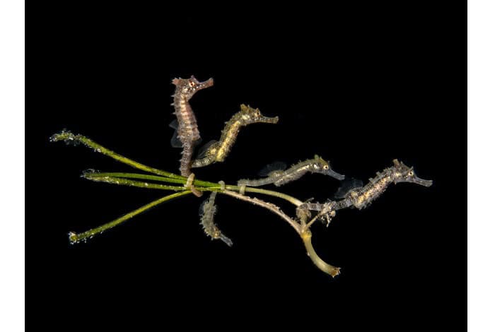 1st compact macro pt hirschfield 5 baby seahorses