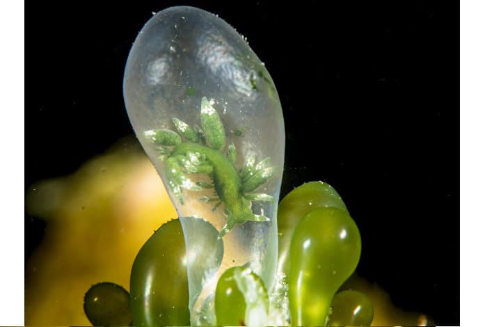 1st nudibranchs wen chou wu quarantine