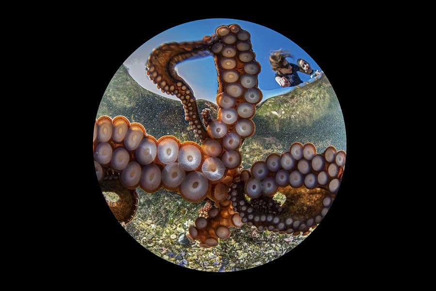 Best of Show - Ocean Art 2020 © Gaetano Darrio Gargiulo