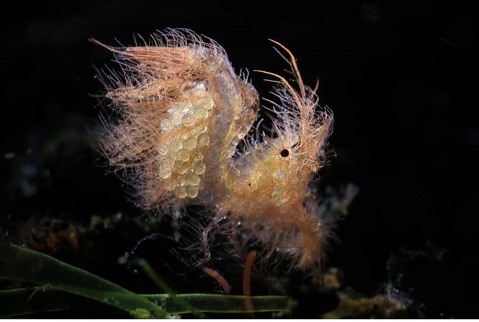 2nd compact macro brian vaccarella hairy shrimp with eggs