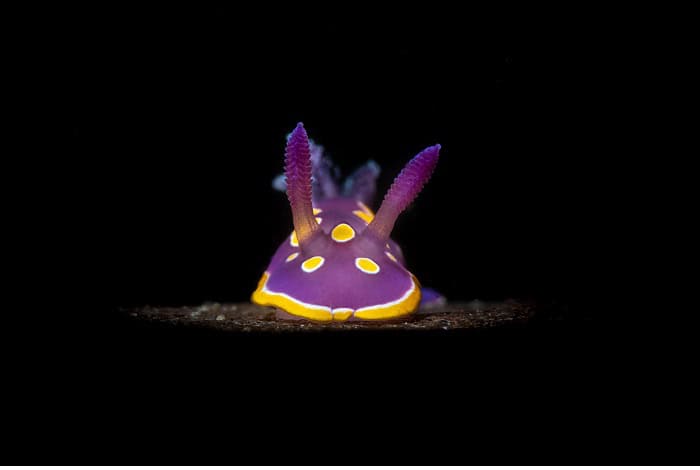 2nd nudibranchs luca de pauli queen of sistiana