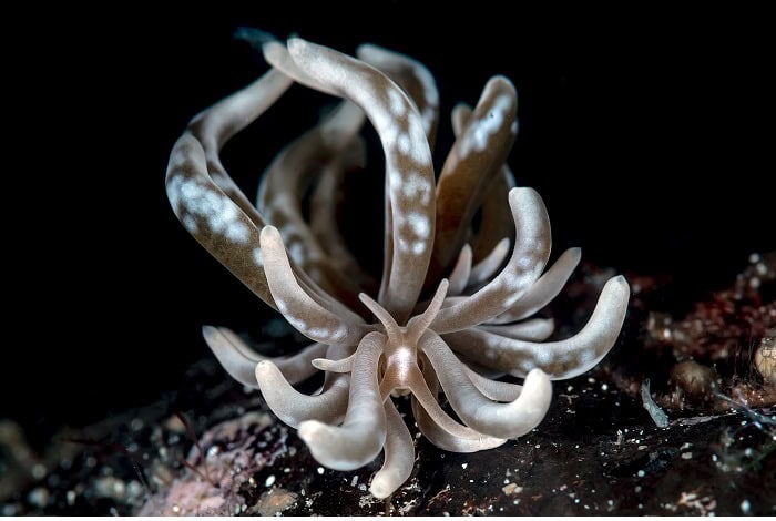 3rd nudibranchs raffaele livornese the seaslug