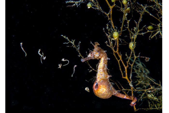 4th marine life behavior mayumi takeuchi ebbins new life into the world