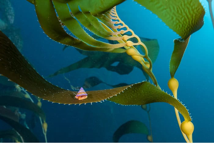 Hm1 cold water jon anderson jewel of the kelp forest