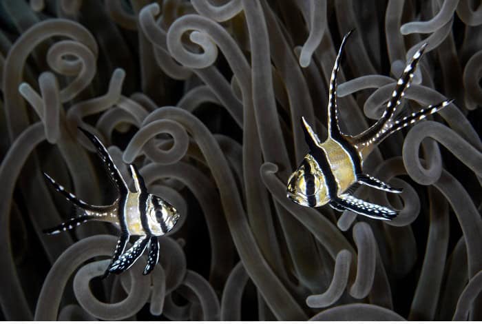 Hm1 macro andy schmid banggai cardinalfish gossip update