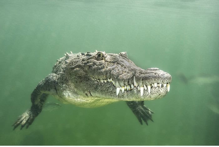Hm1 portrait catherine holmes never smile at a crocodile