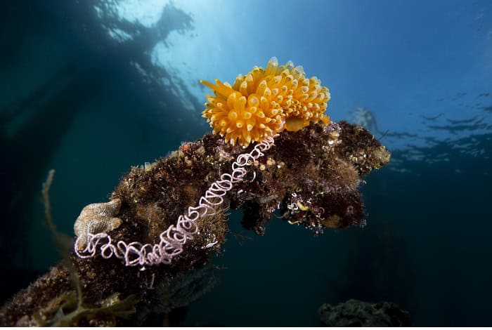 Hm2 compact behavior michele sbrilli the beginning of life