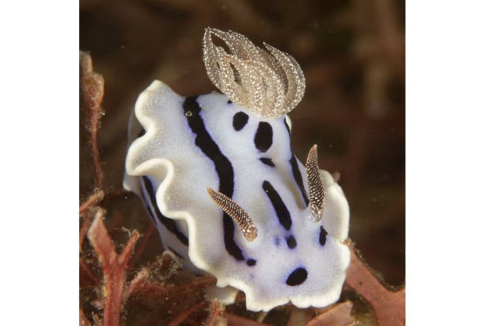 Hm2 nudibranchs fred turoff dianas chromodoris