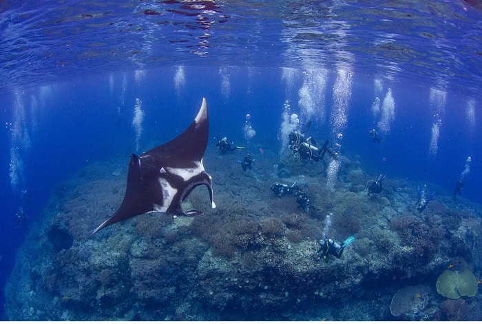Hm2 underwater conservation alex lindbloom eco tourism