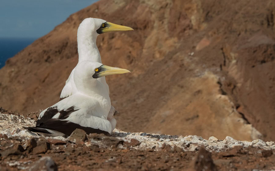 Pair of masked boobies watching over their young chick