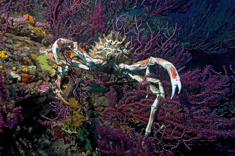 Large spider crab Maja squinado d 0382