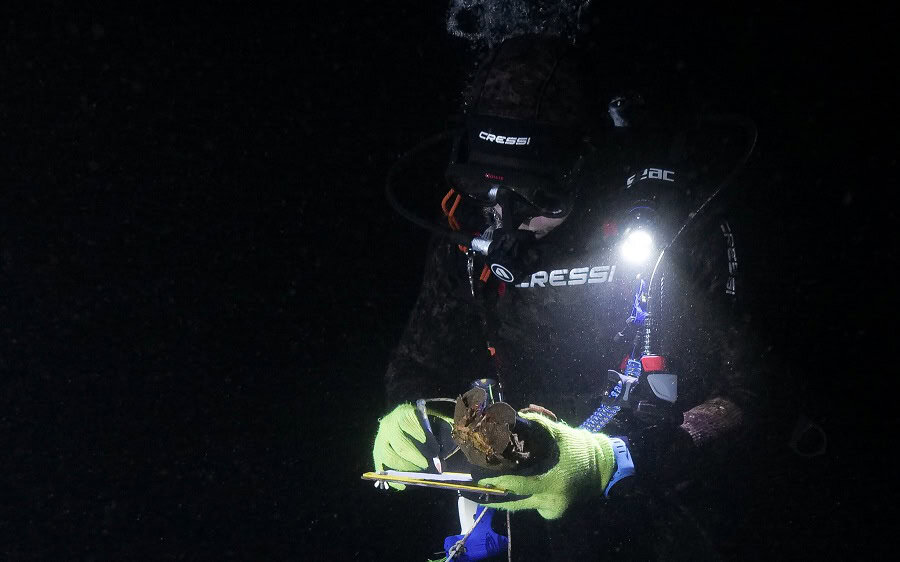 Tagging and monitoring of the endemic slipper lobsters of Saint Helena