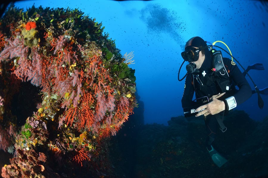 Sept 2013 diver and red coral corallium rubrum n1119 1