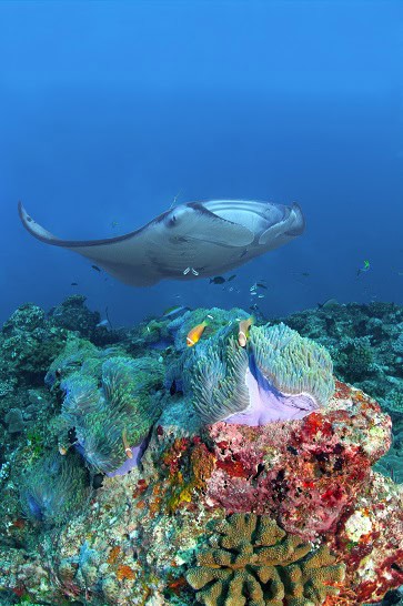 Manta Mobula alfredi above an anemone and its clownfish. © Dominique Barray