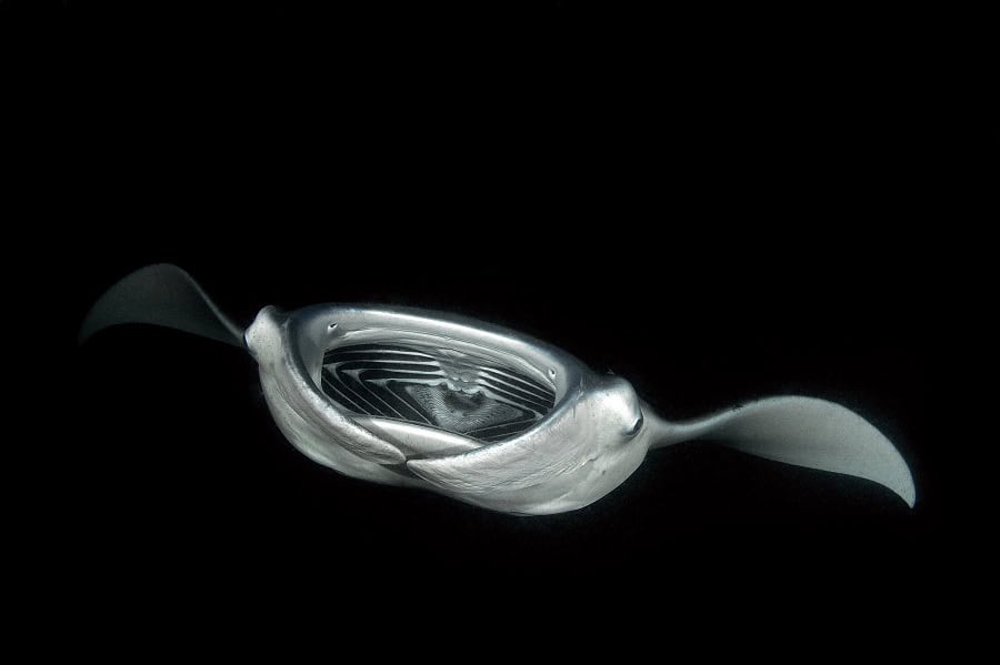 Manta Mobula alfredi night D8676