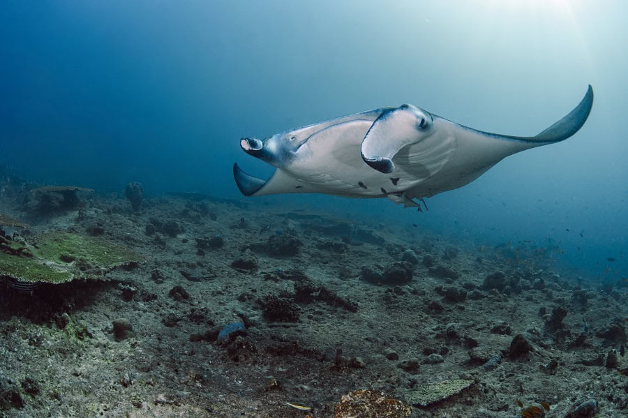 Manta Mobula alfredi D7605