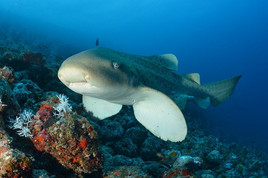 2013 10 nicolas barraque leopard shark stegostoma fasciatum maldives n3074