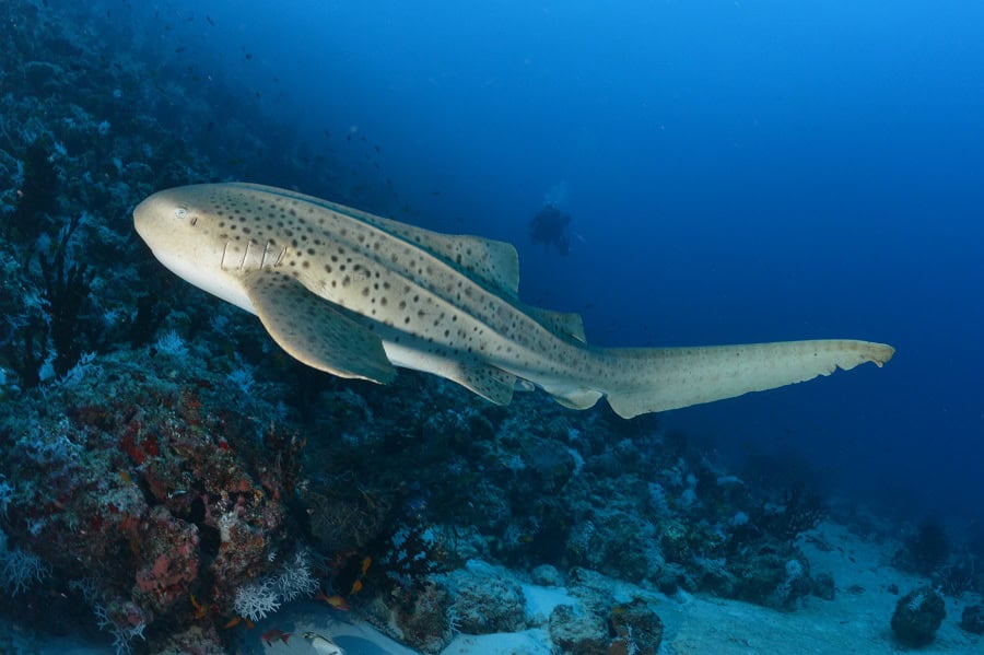 Its caudal fin is almost as long as its body. © Nicolas Barraqué
