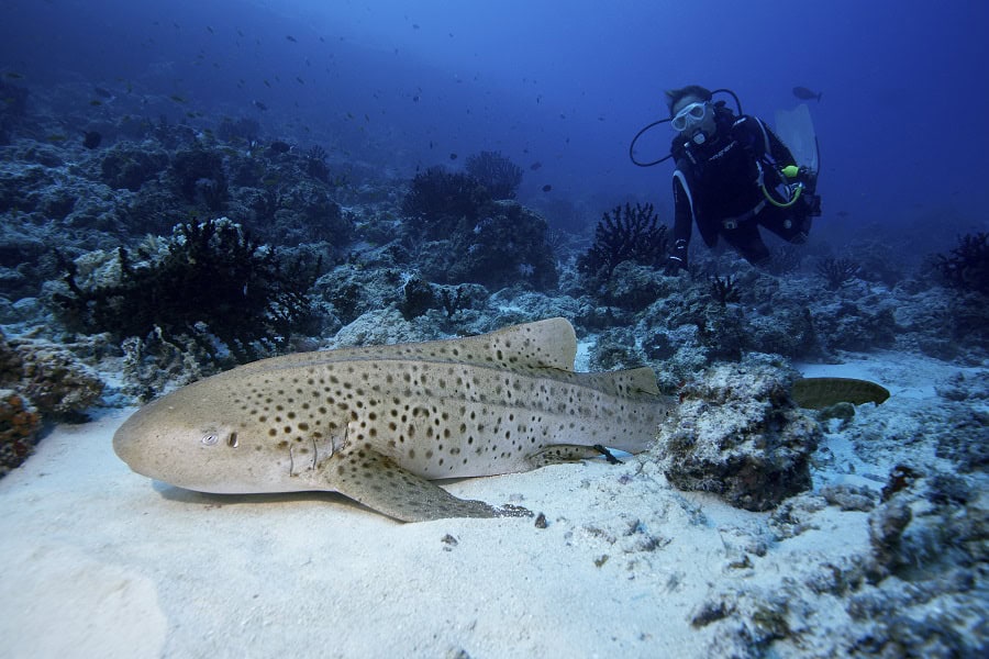 Leopard shark sylvie stegostoma fasciatum d5408
