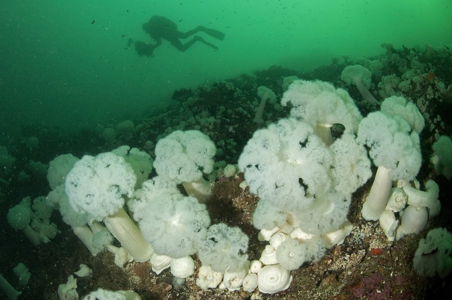 Nicolas barraque british columbia nov 2006 white anemone ambiance dsc 0099 1