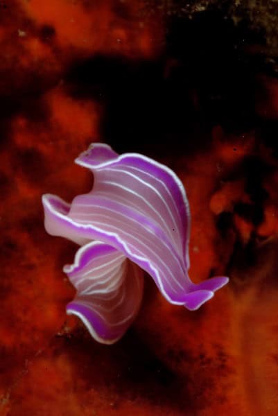 Pink Planarian1