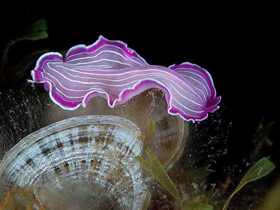 Pink Planarian