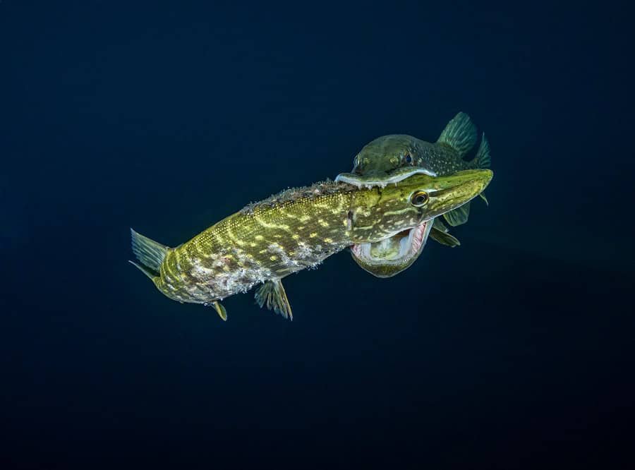 生物希望一等奖。© Lionel Houde