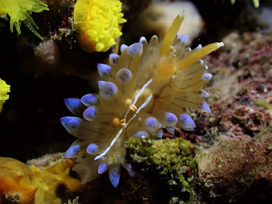 生物希望二等奖。© Angélique Bartalan