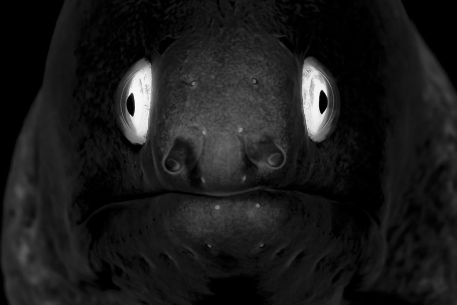 黑白二等奖。© Patrick Désormais